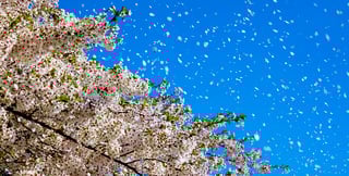JRC report on transformative innovation for climate change adaptation © Thomas Jaeger, Well with Nature _EEA _ European Environment Agency (EEA) & Eionet _ Flickr
