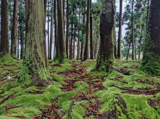 L-2975 _ © Tiago Costa, Well with Nature _EEA _ European Environment Agency (EEA) & Eionet _ Flickr