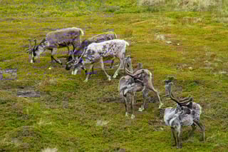 Tapani Hellman reindeer-6727852_1280