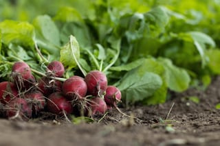 garden-radish-7300875_1280  Mirko Fabian from Pixabay