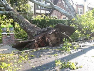 tree-14340_640  PublicDomainPictures from Pixabay